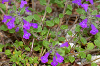 Clinopodium alpinum